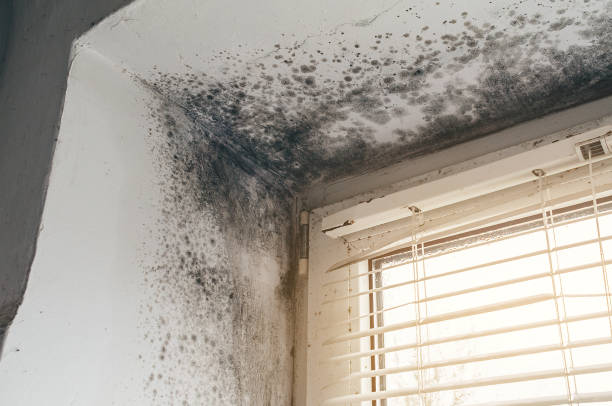 Affordable Hvac And Air Duct Mold Remediation solutions in Freeland, MI